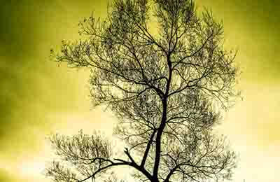 制紙污泥復混肥施用效果研究